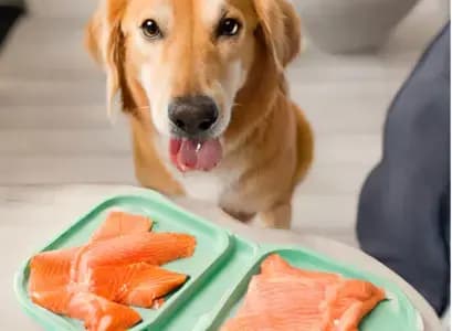 Can Dogs Eat Salmon