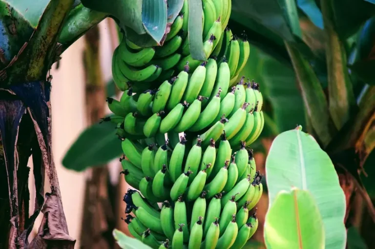 Health Benefits Of Eating Green Bananas